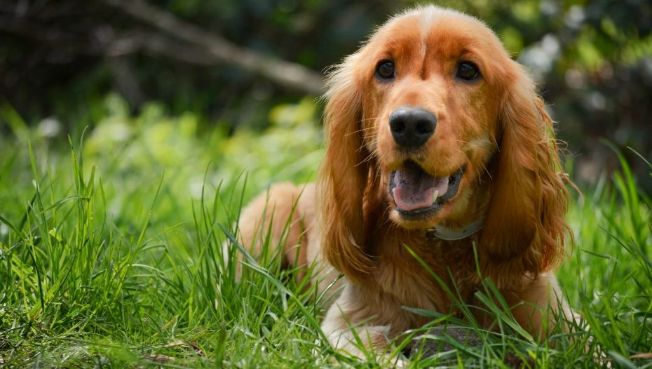 Male cocker hot sale spaniel